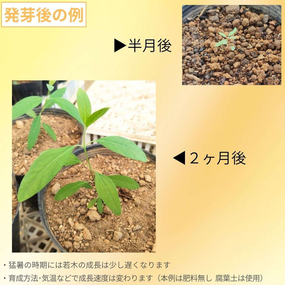 ユーカリ・カマルドレンシス 種子 | リバーレッドガム - 丈夫なユーカリ - 種子
