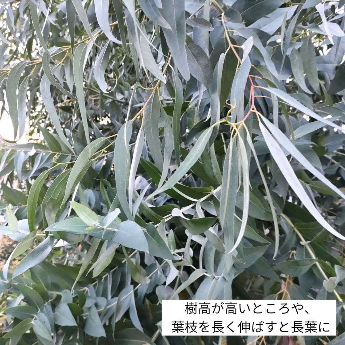 ユーカリ・グロブルス 種子 | エッセンシャルオイルで有名 - 種子