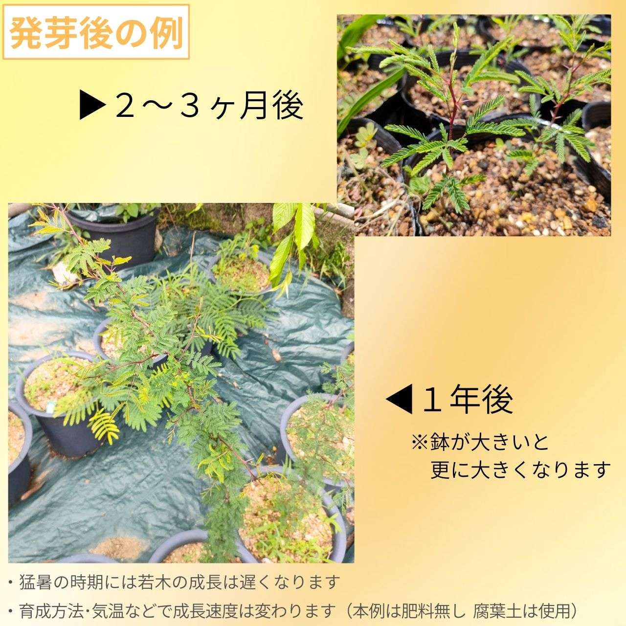 アカシア・ファルネシアナ 種子 | 金合歓(キンゴウカン) - 精油や香水で有名なミモザ - 種子