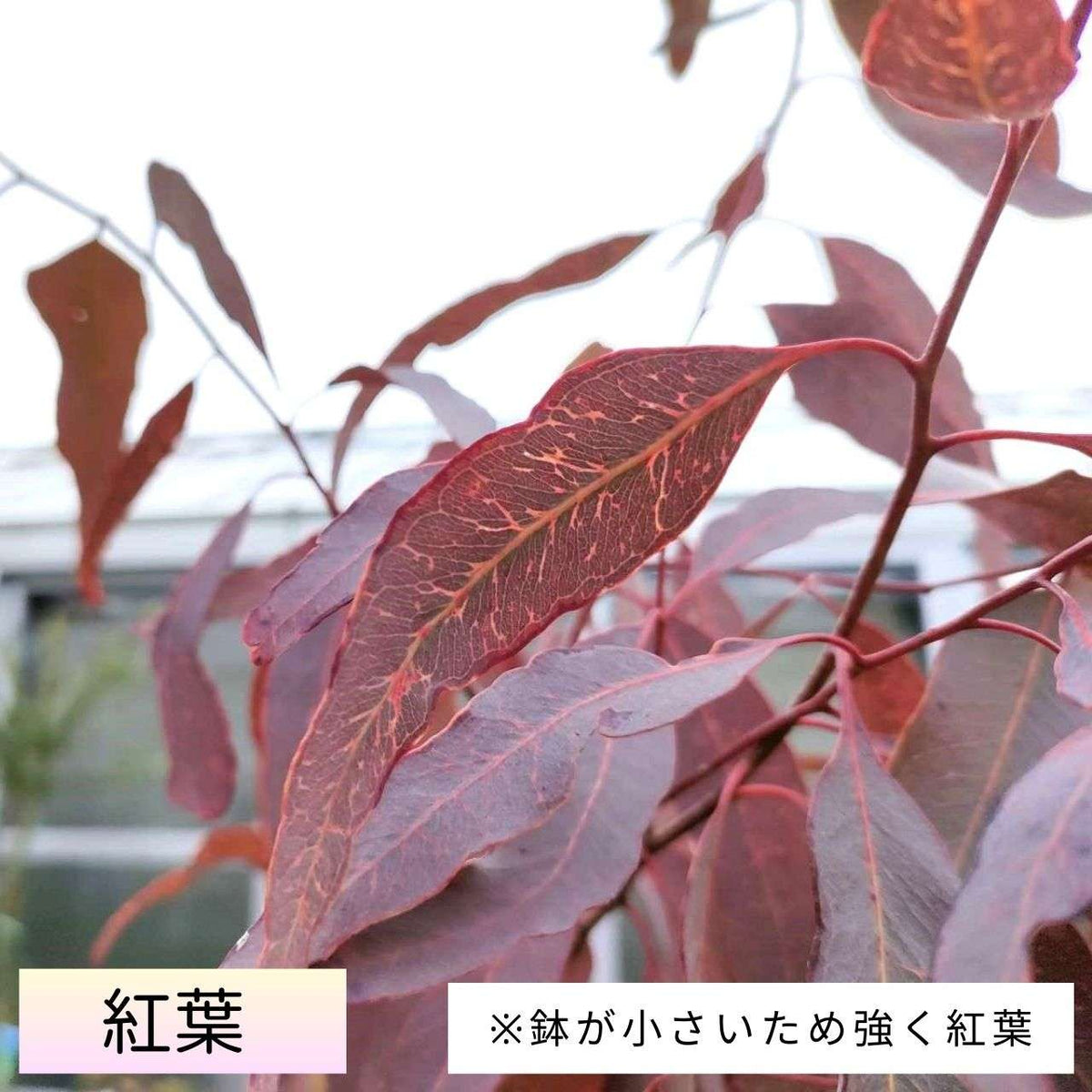 ユーカリ・クロロクラダ 種子 | バラディンレッドガム - 紅葉、丈夫 - 種子