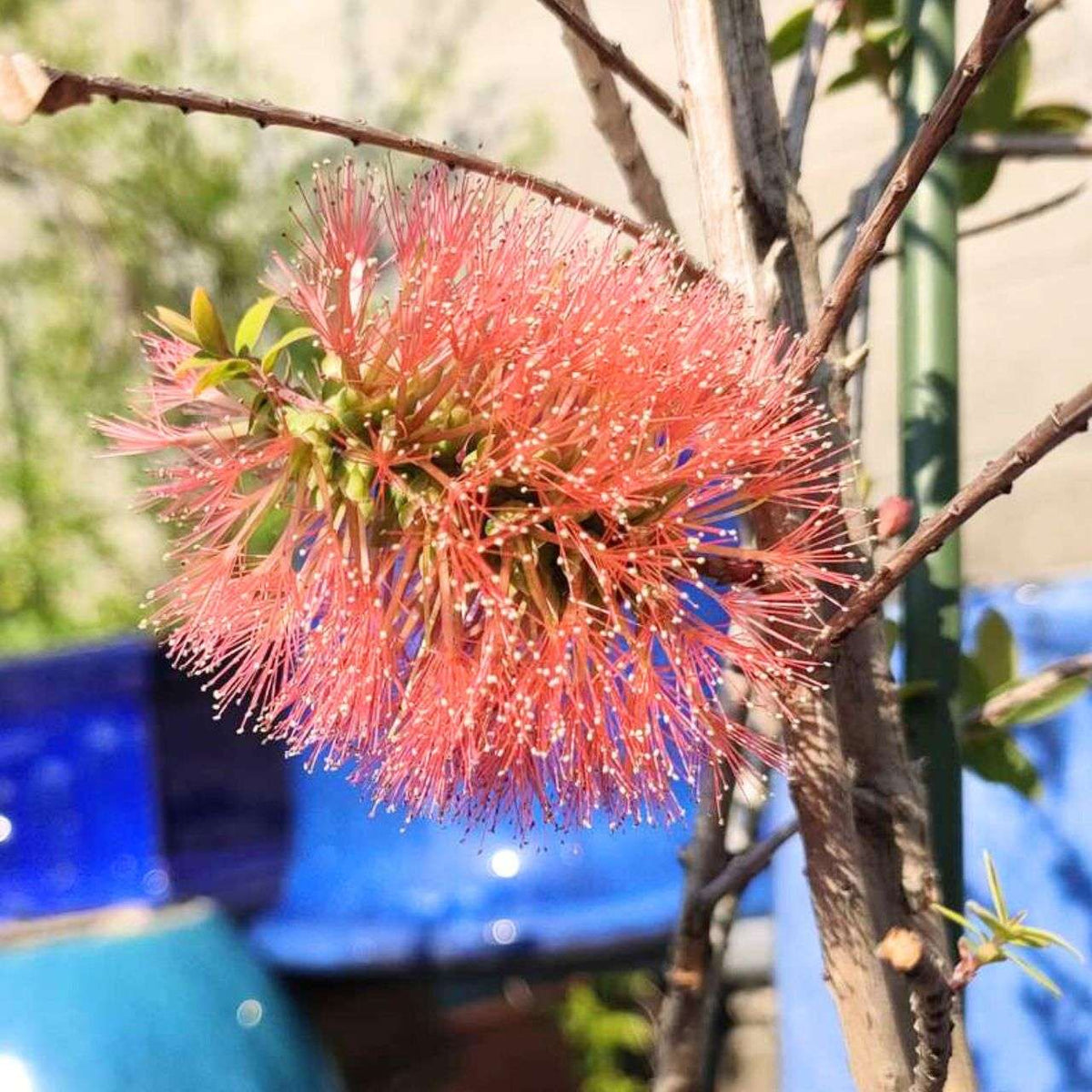 メラレウカ・ヒペリシフォリア 種子 | ヒロックブッシュ - 赤色のブラシ状の花のオージープランツ - 種子