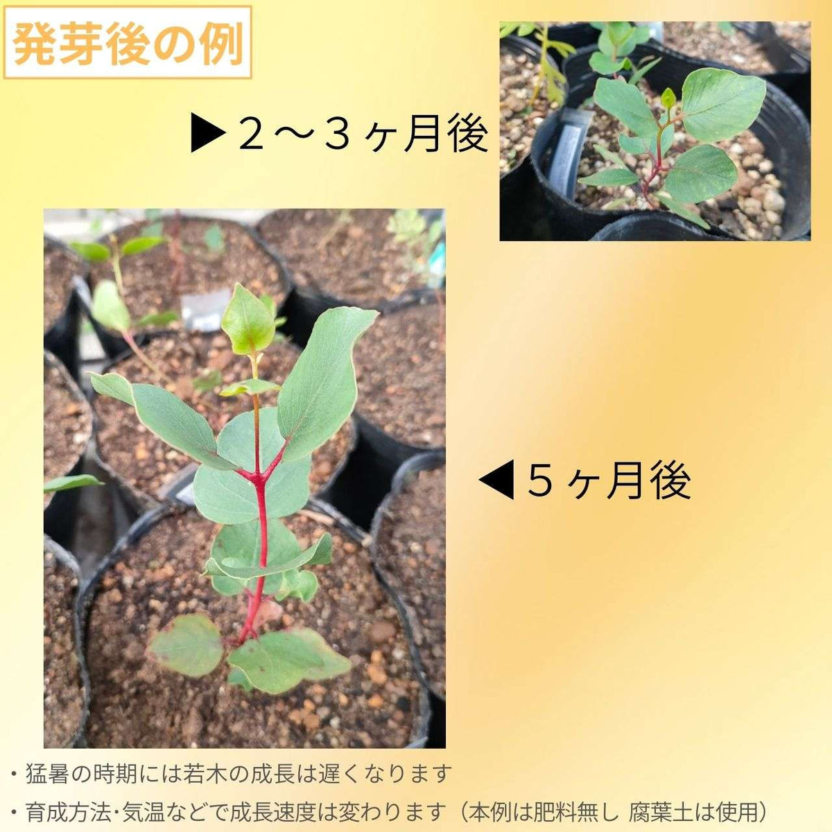 ユーカリ・カエシア 種子 | 枝垂れ木 - 種子