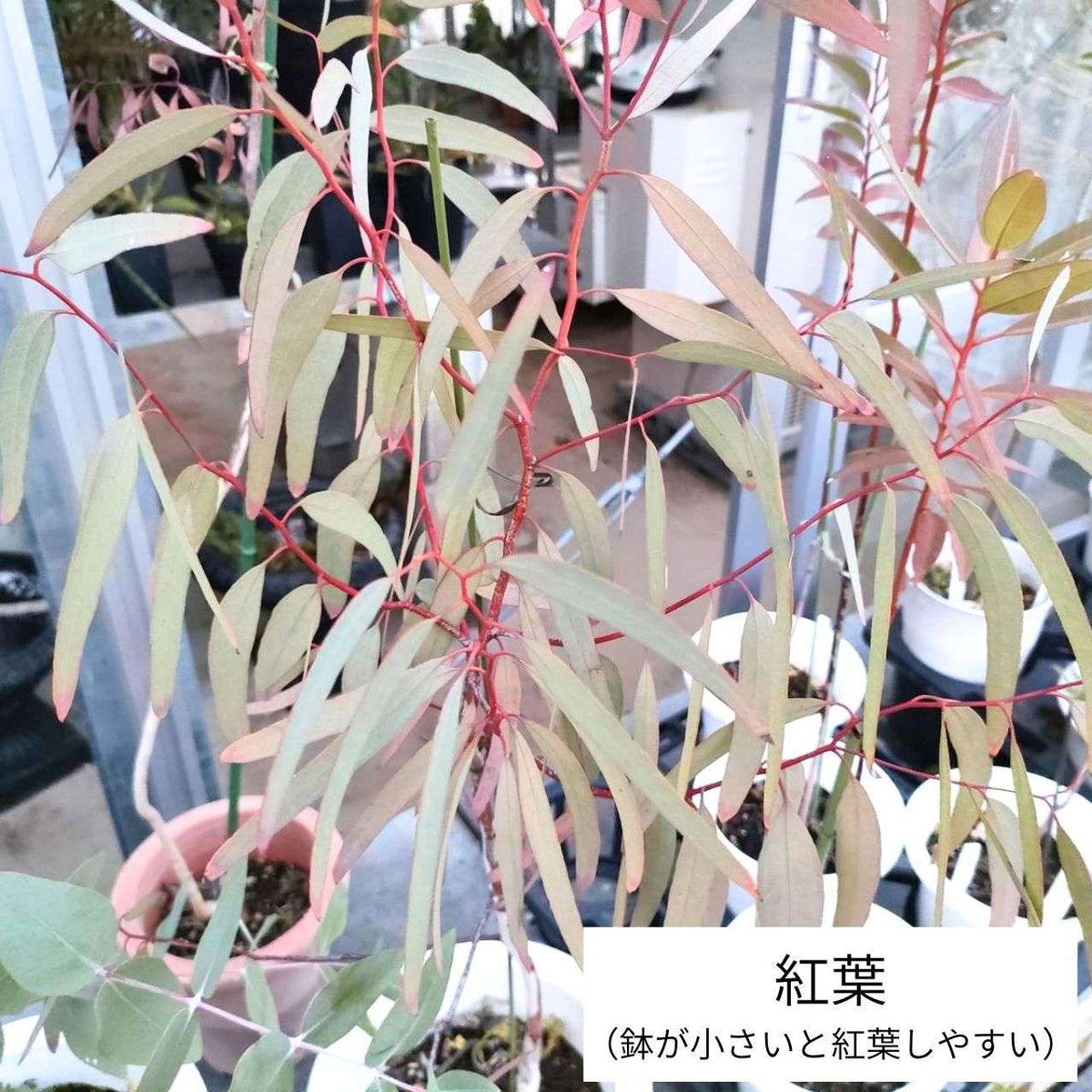ユーカリ・イエローボックス 種子 | ユーカリ・メリオドラ - 甘い香りの花 - 種子