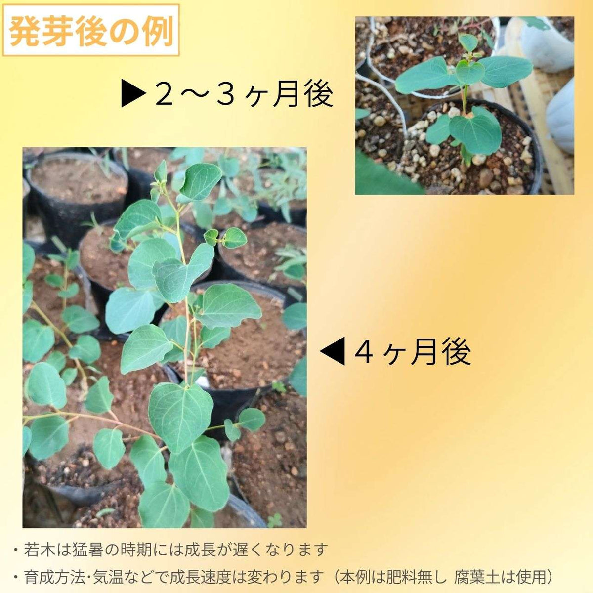 ユーカリ・クラドカリックス・ナナ 種子 | ドワーフ・シュガーガム - 濃緑色の卵型の葉 - 種子