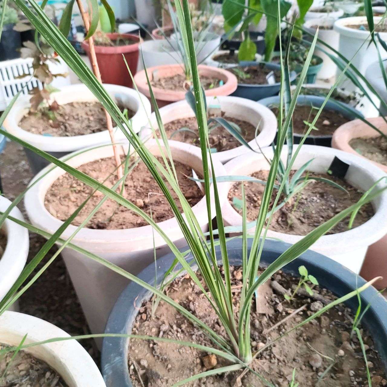 コルディリネ・インディビサ 種子 | ニュージーランドの観葉植物 - 種子
