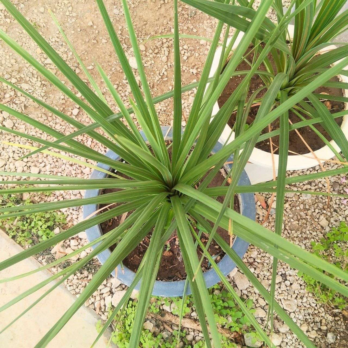 コルディリネ・インディビサ 種子 | ニュージーランドの観葉植物 - 種子