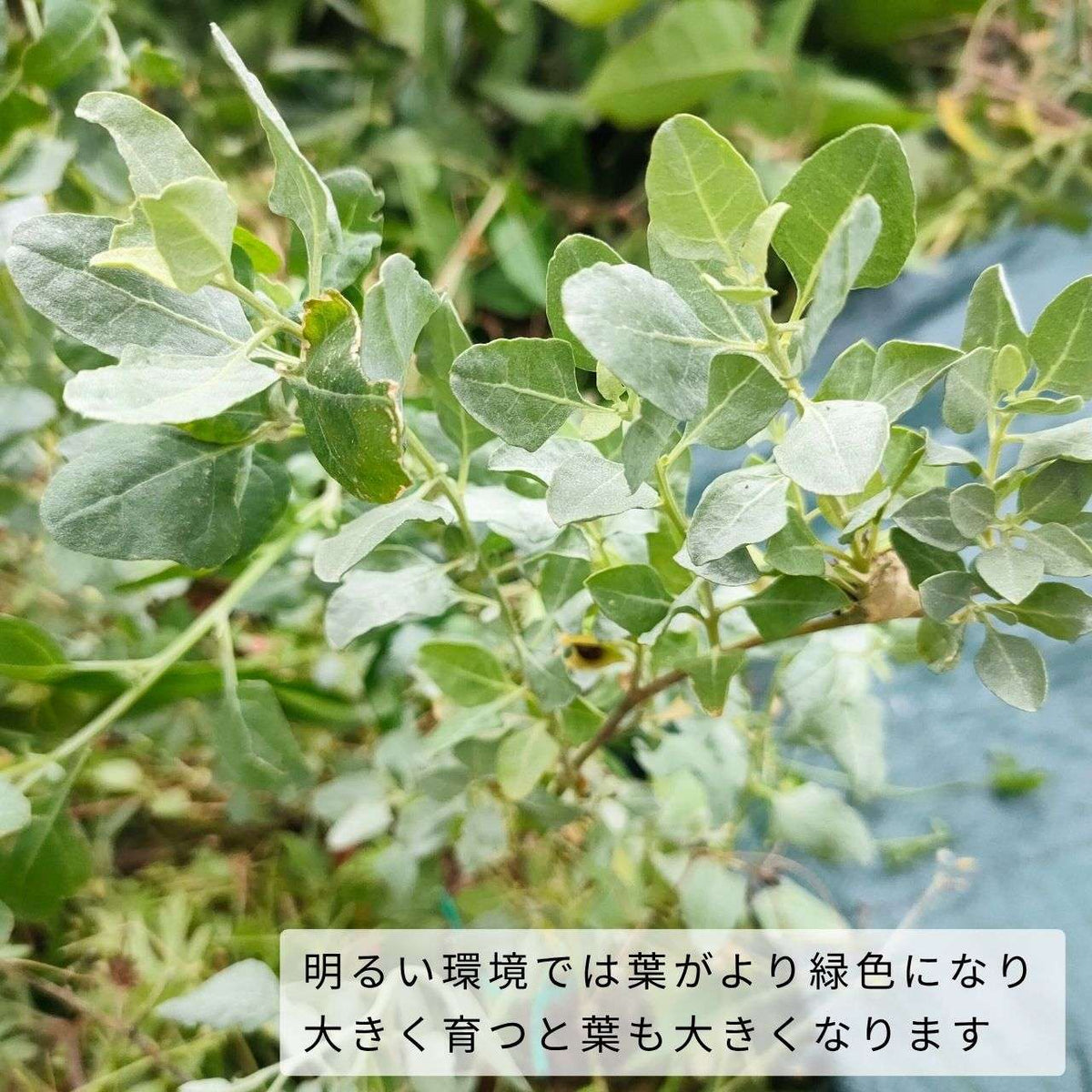 アトリプレックス・ハリムス 種子 | 地中海ソルトブッシュ - 地中海地域のソルトブッシュ - 種子