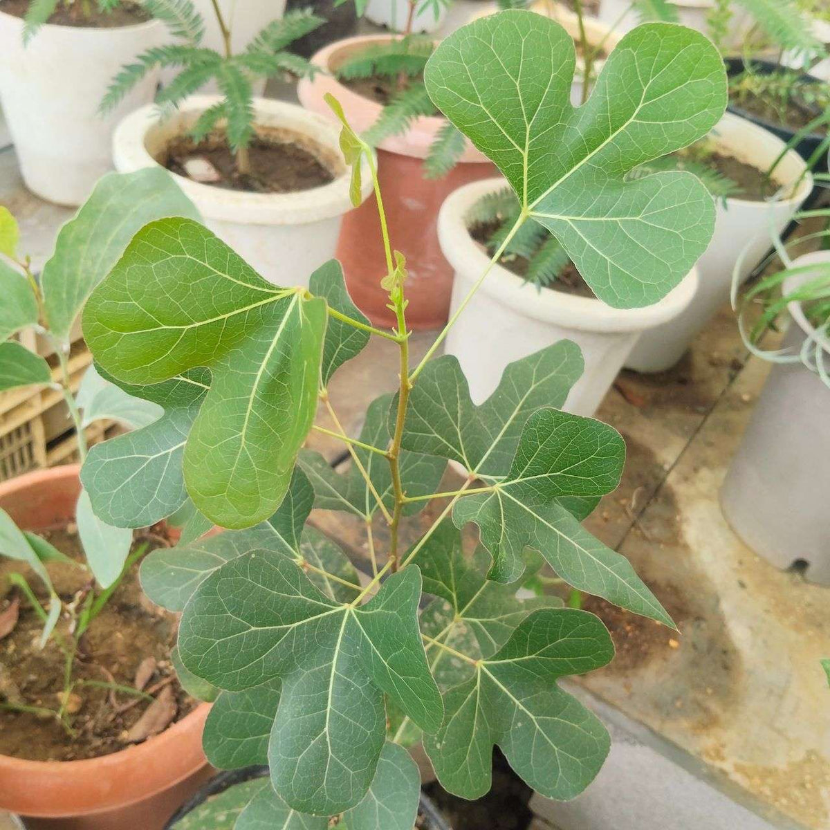ブラキシトン・ポプルネウス 種子 | ボトルツリー - 観葉植物、ポプラの葉 - 種子