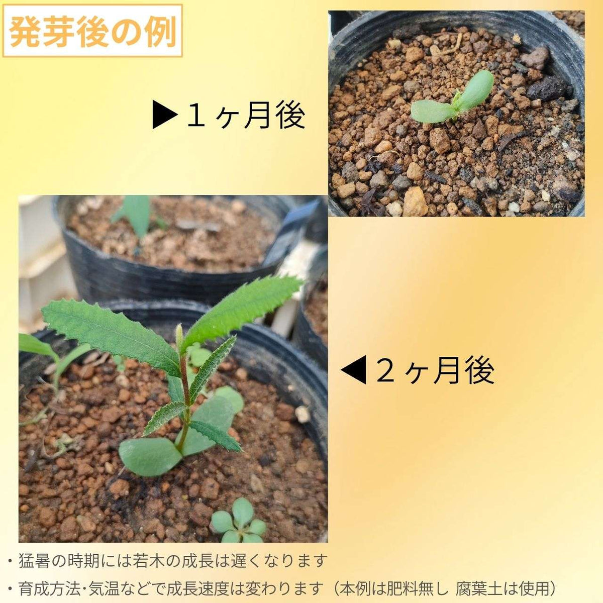 バンクシア・ロブル 種子 | スワンプ・バンクシア - ドライフラワーで有名なオージープランツ - 種子