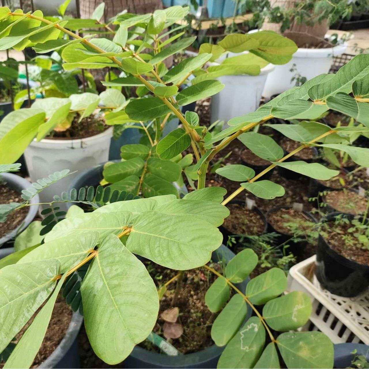 ゴールデンキャンドル 種子 | キャンドルブッシュ - ロウソクの花、熱帯の花木 - 種子