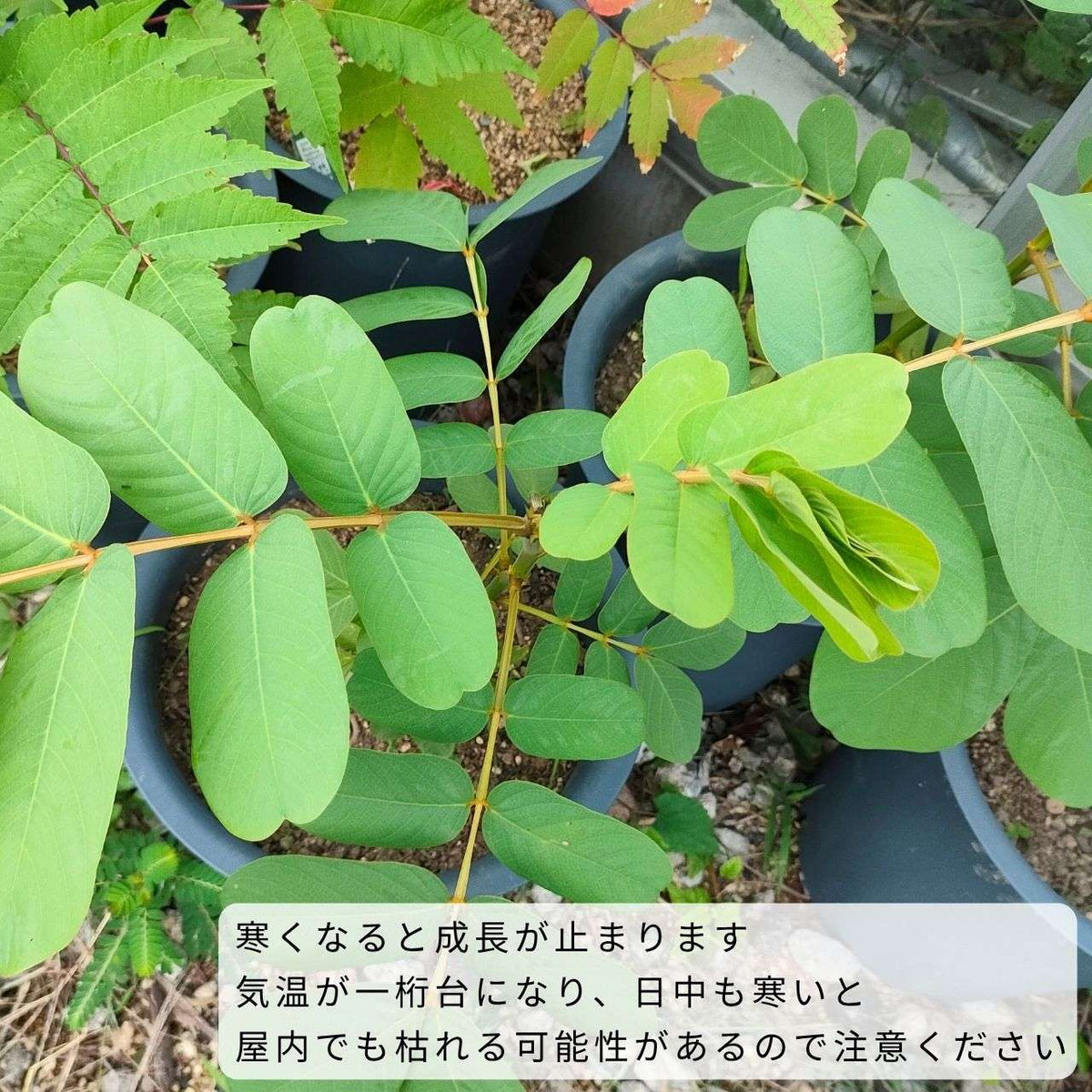 ゴールデンキャンドル 種子 | キャンドルブッシュ - ロウソクの花、熱帯の花木 - 種子