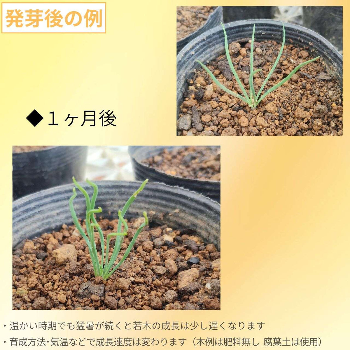 ダイオウショウ(大王松) 種子 | 生け花や装飾でも人気 - 種子