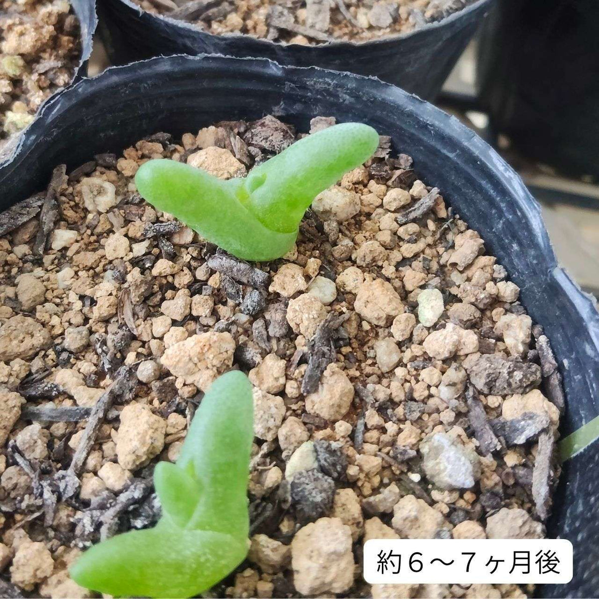 親指姫 種子 | ダクティロプシス・ディギタータ - 冬型の多肉植物 - 種子