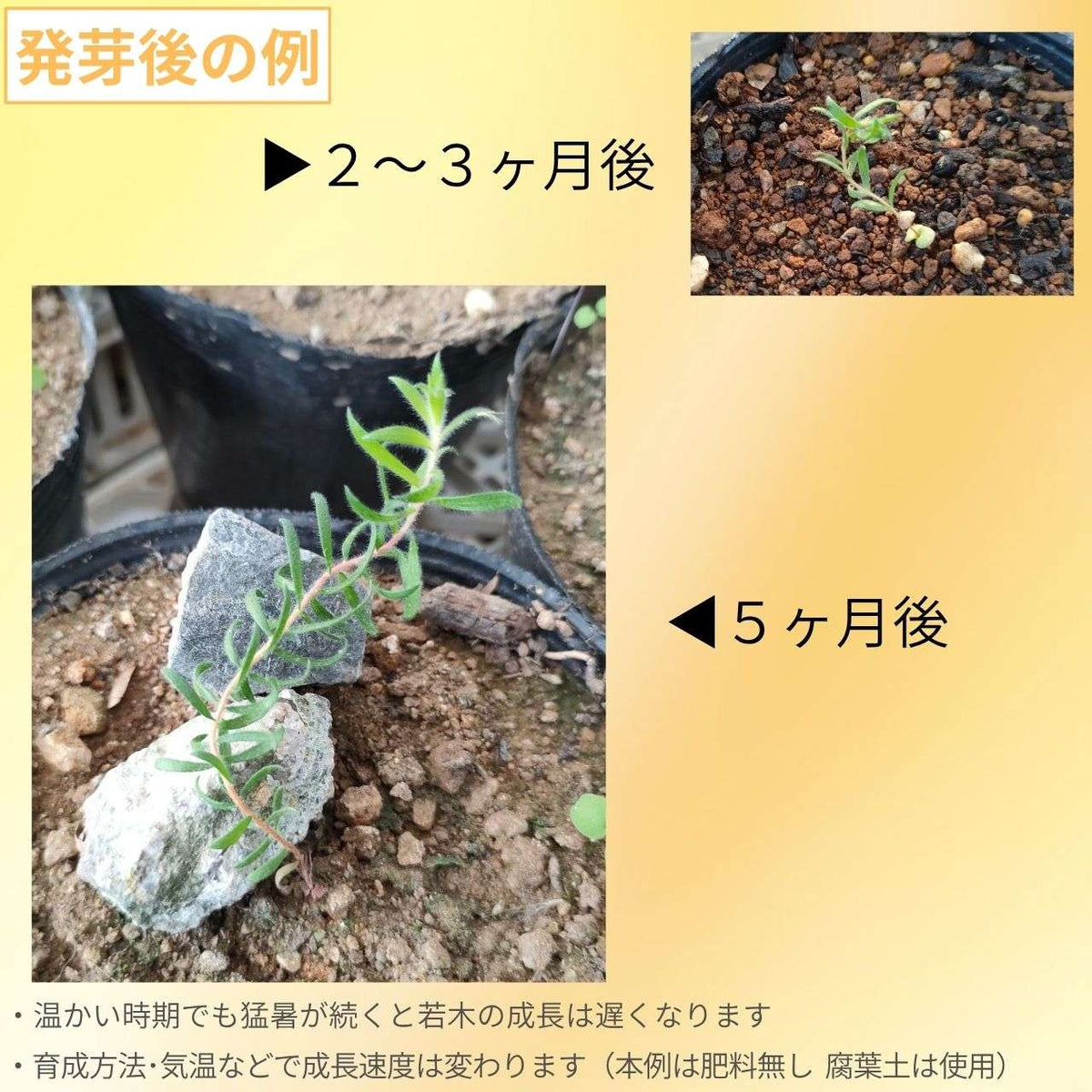 メラレウカ・ストリアータ 種子 | サンド・ハニーマートル - ピンク色のブラシ状の花のオージープランツ - 種子