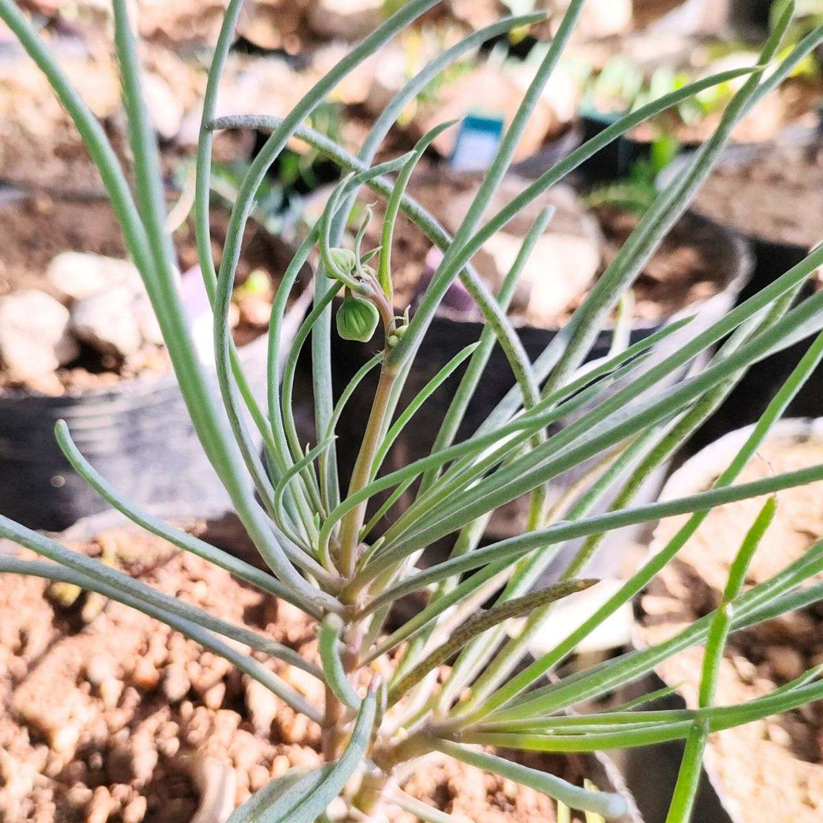 オトンナ・プロテクタ 種子 | コーデックス、多肉植物 - 種子