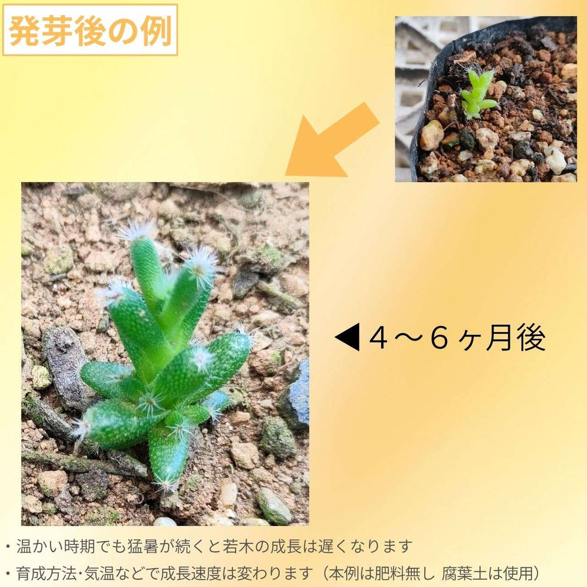 トリコディアデマ・デンサム 種子 | コーデックス、多肉植物 - 種子