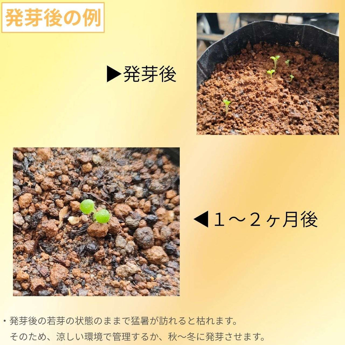 チレコドン・カカリオイデス 種子 | 鐘鬼 - コーデックス - 種子