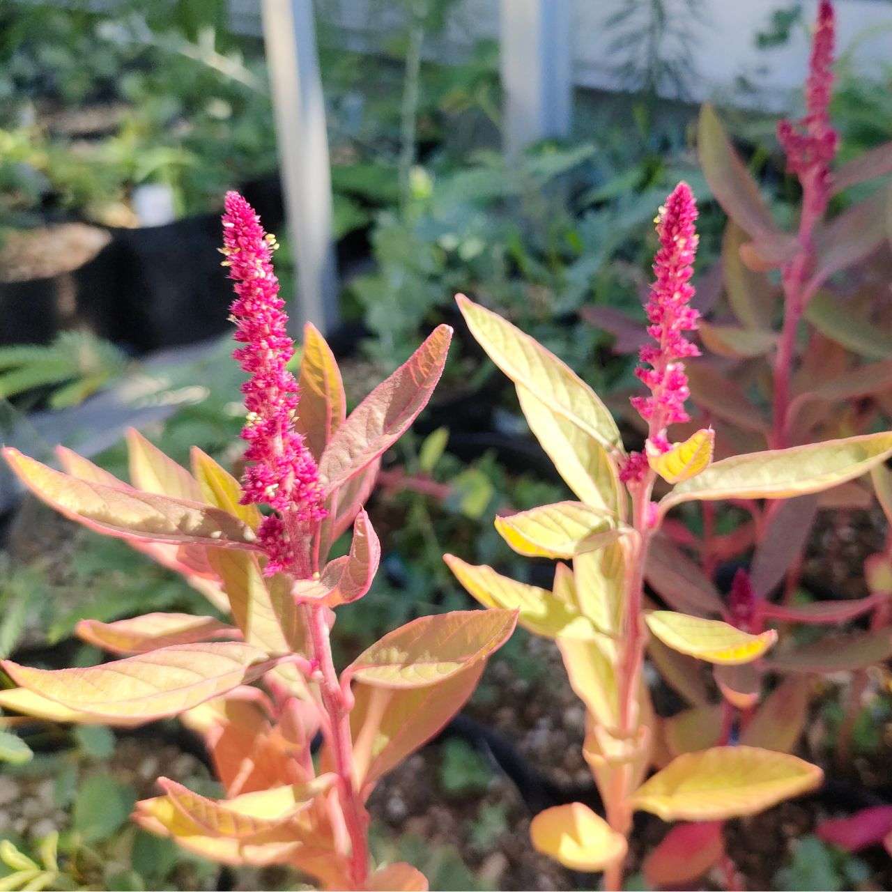 スギモリゲイトウ 種子 | アマランサス・クルエンタス - 古代から栽培された草花 - 種子