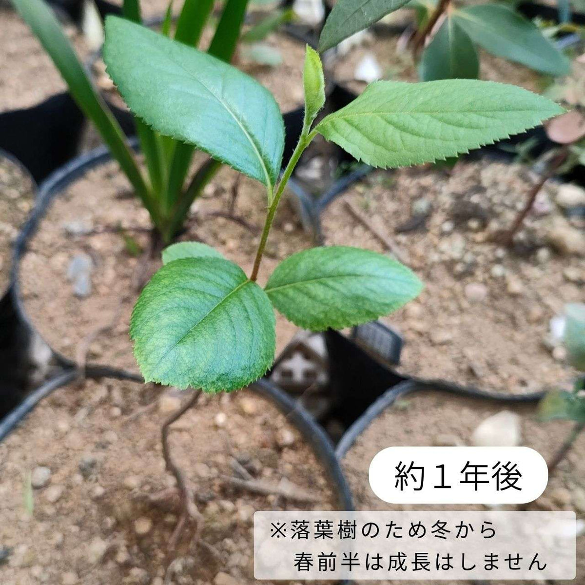 アロニア・メラノカルパ 種子 | ブラック・チョークベリー - チョークベリー - 種子
