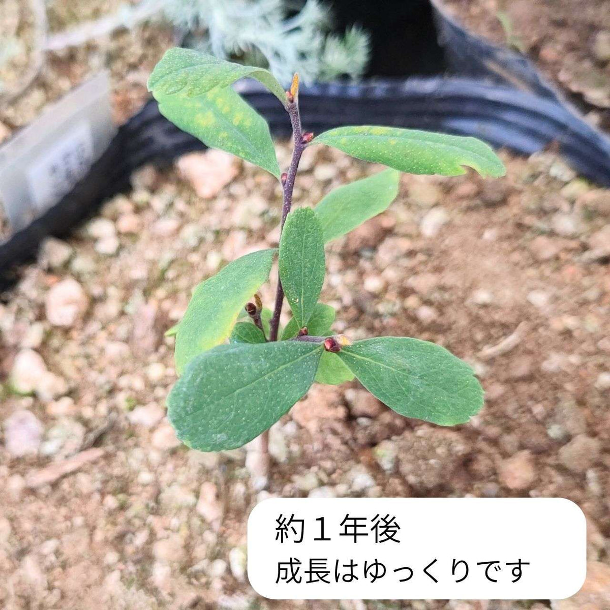 セイヨウヤチヤナギ 種子 | スウィートゲイル - 香水や香料に用いられる「甘いヤナギ」 - 種子