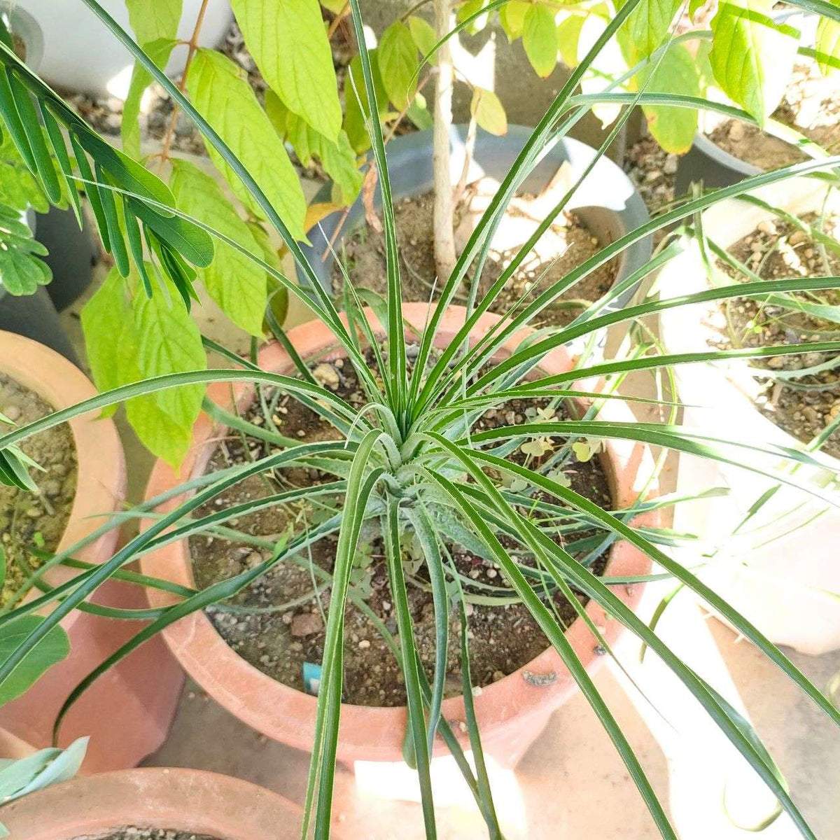 プヤ・ミラビリス 種子 | パイナップル科の観葉植物 - 種子