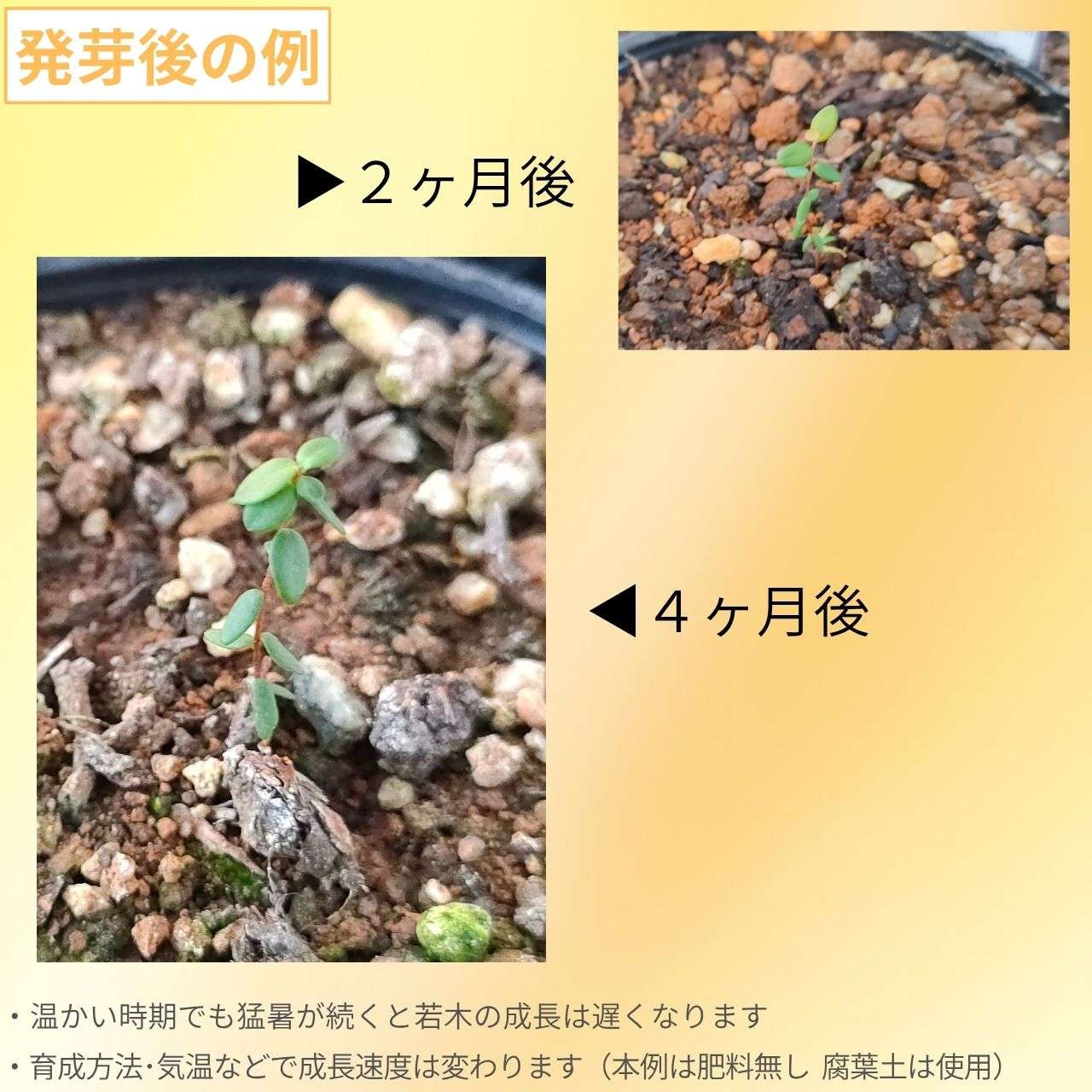 アメリカンクランベリー 種子 | バクシニウム・マクロカルポン - 実のなる木 - 種子