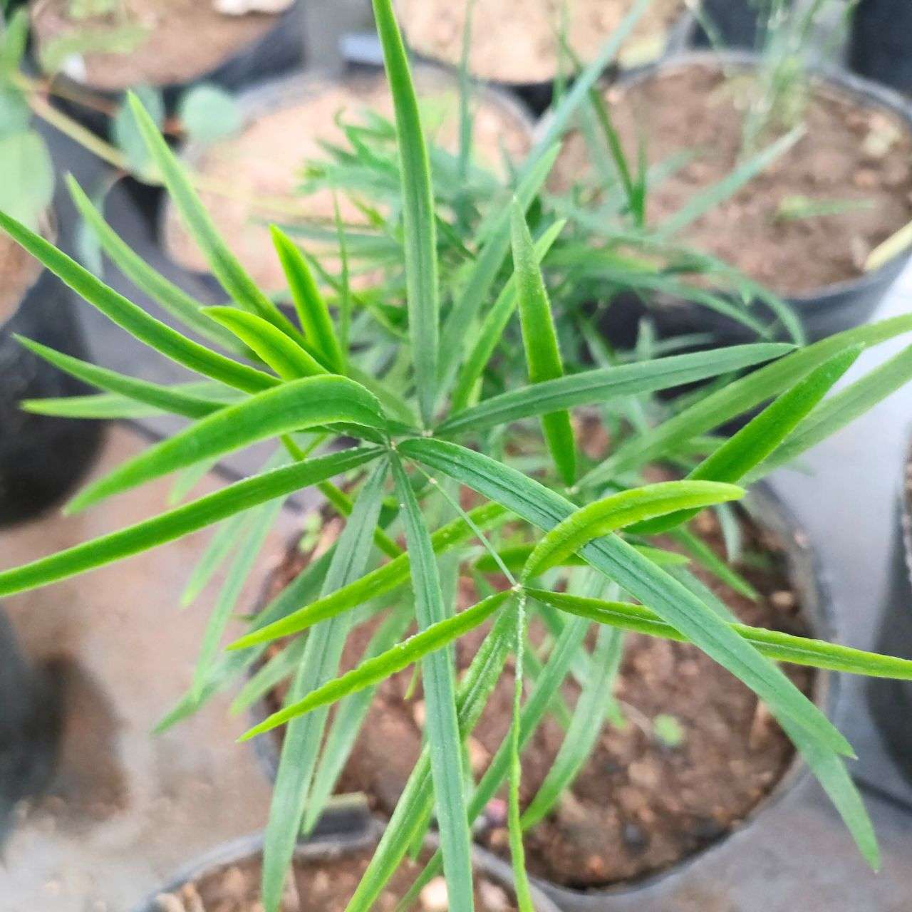アスパラガス・ファルカタス 種子 | シックルソーン - 観葉植物 - 種子