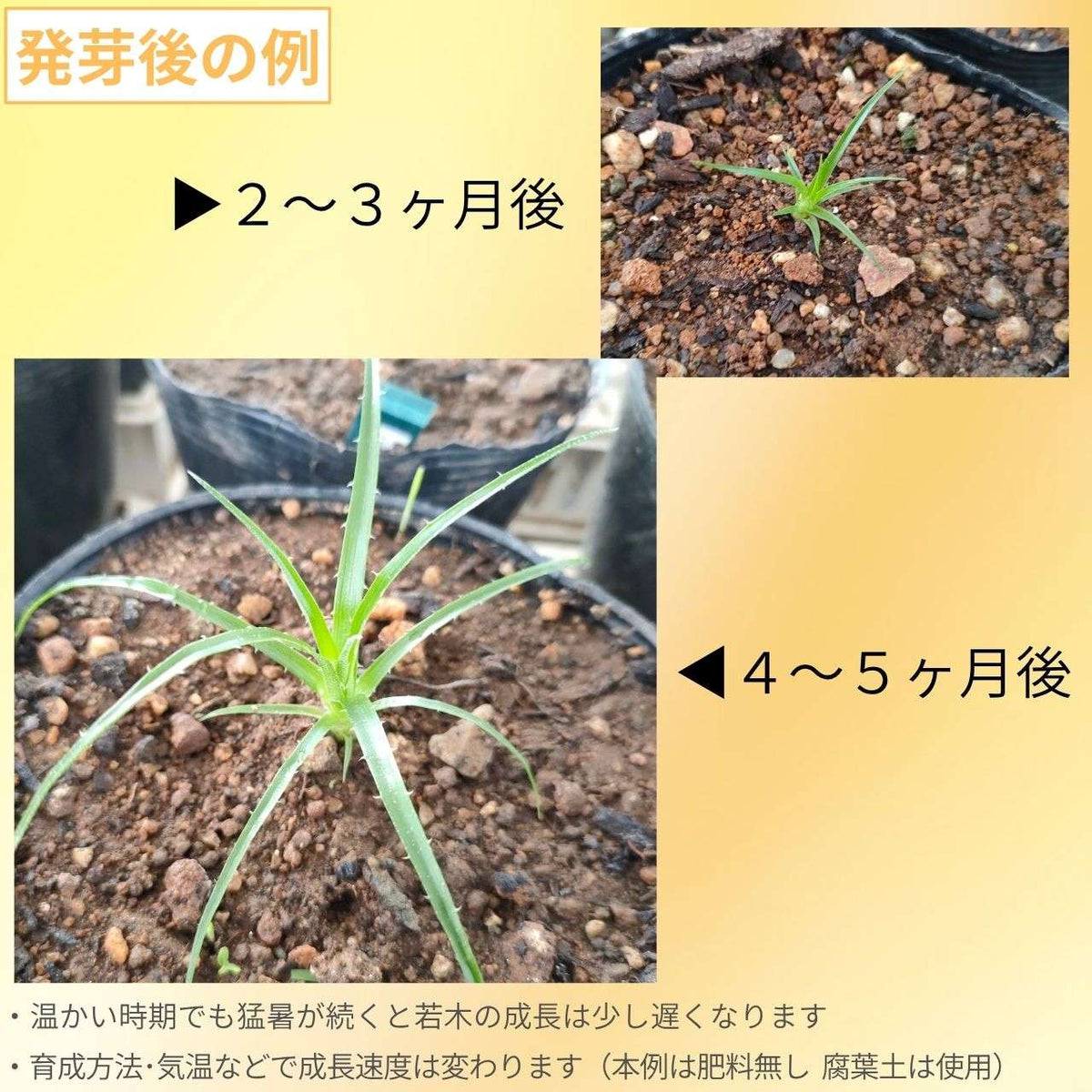 プヤ・アルペストリス 種子 | パイナップル科の観葉植物 - 種子