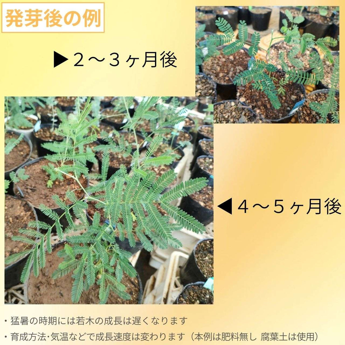 アカシア ・デアネイ 種子 | ディーンズ・ワトル - 穂状の花を咲かせる中型ミモザ - 種子