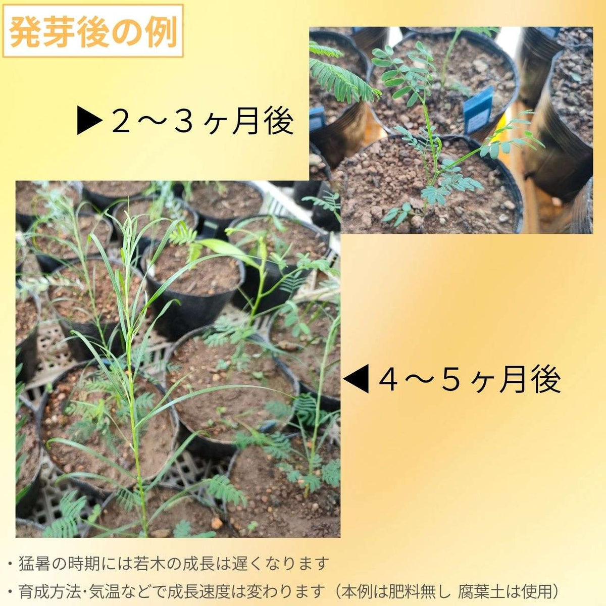 アカシア・フロリバンダ 種子 | コンパクトな細葉のミモザ - 種子