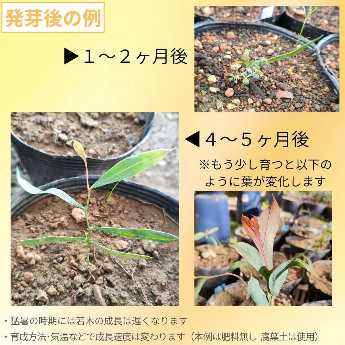 アカシア・グラウコプテラ 種子 | 青緑色の翼のミモザ - 種子