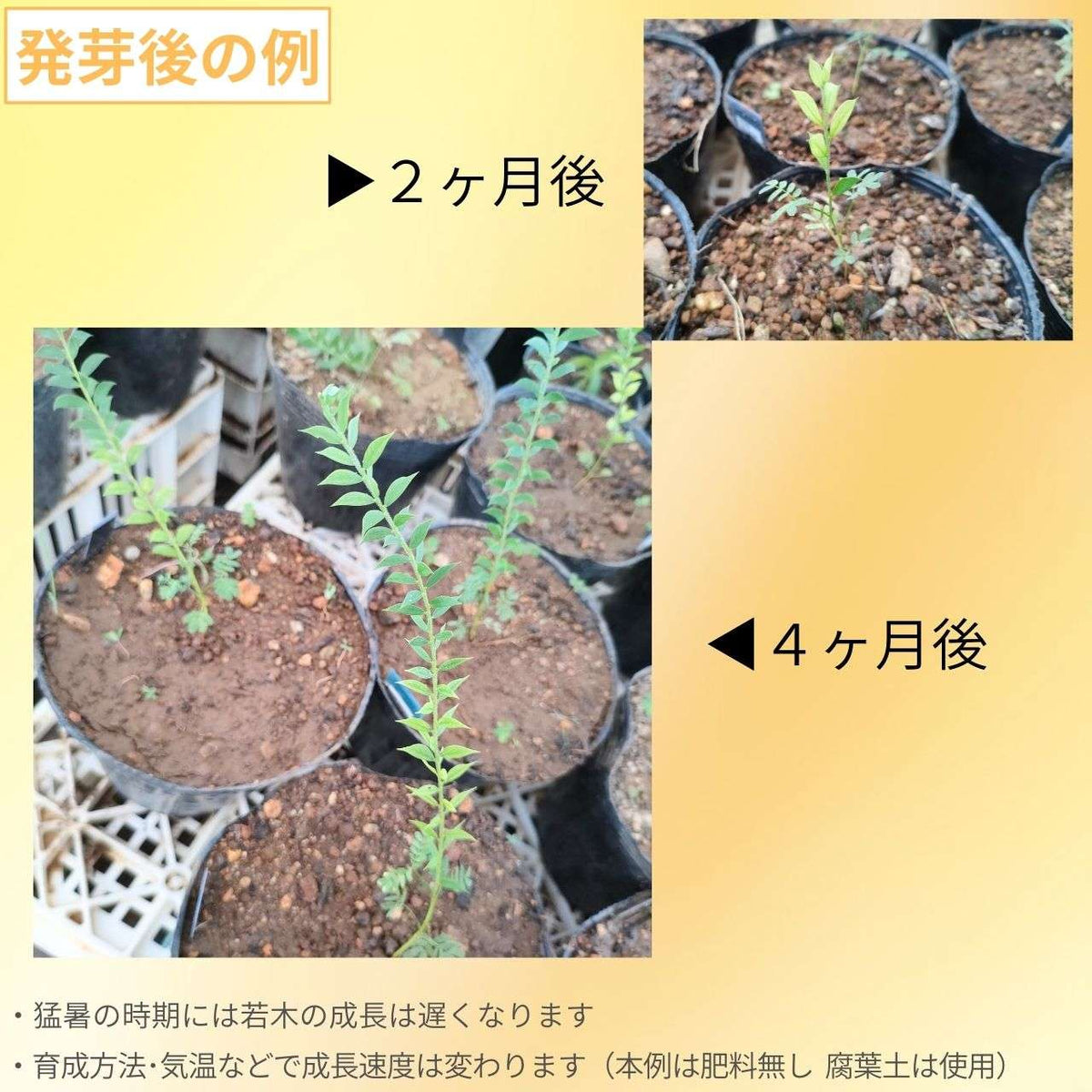 アカシア・ハーフムーン 種子 | アカシア・セミルナタ - 小~中型のミモザ - 種子
