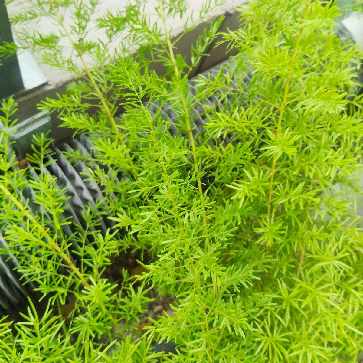 アスパラガス・スプレンゲリ 種子 | 観葉植物 - 種子