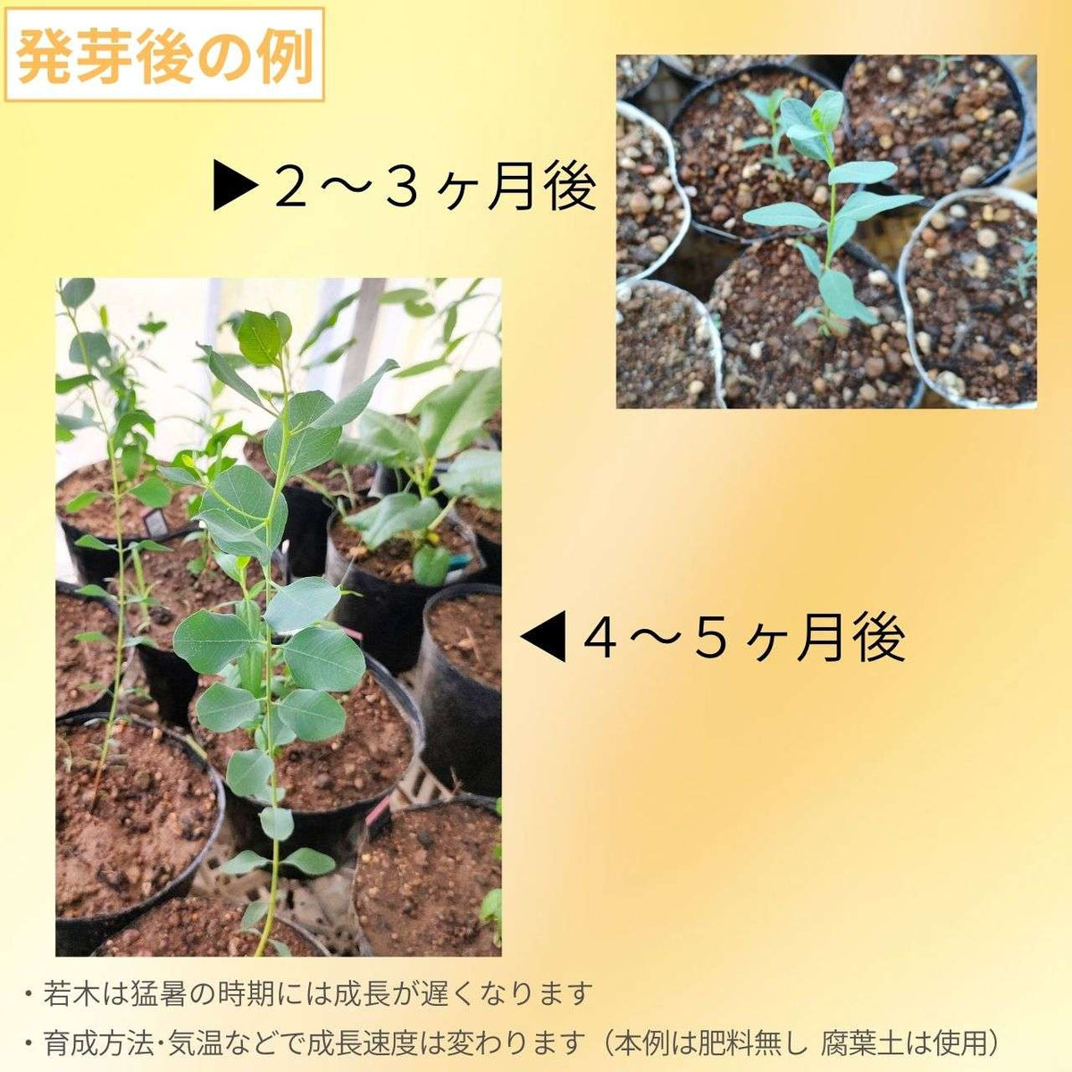 ユーカリ・デシピエンス 種子 | ハートリーフ・ユーカリ - 青みのある葉 - 種子