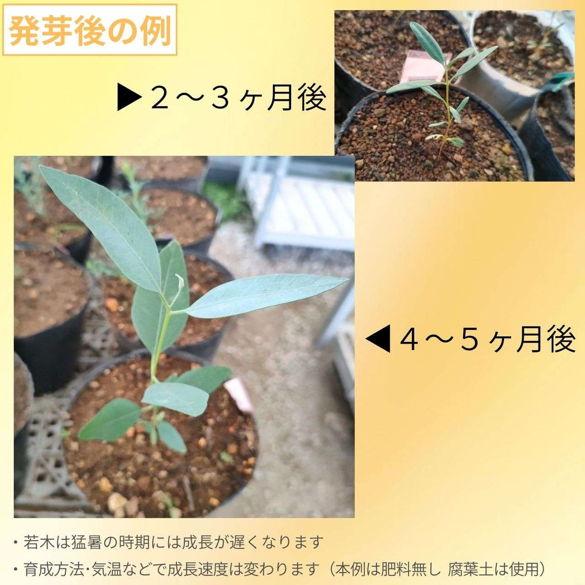 ユーカリ・キングスミリー 種子 | 装飾的な蕾 - 種子