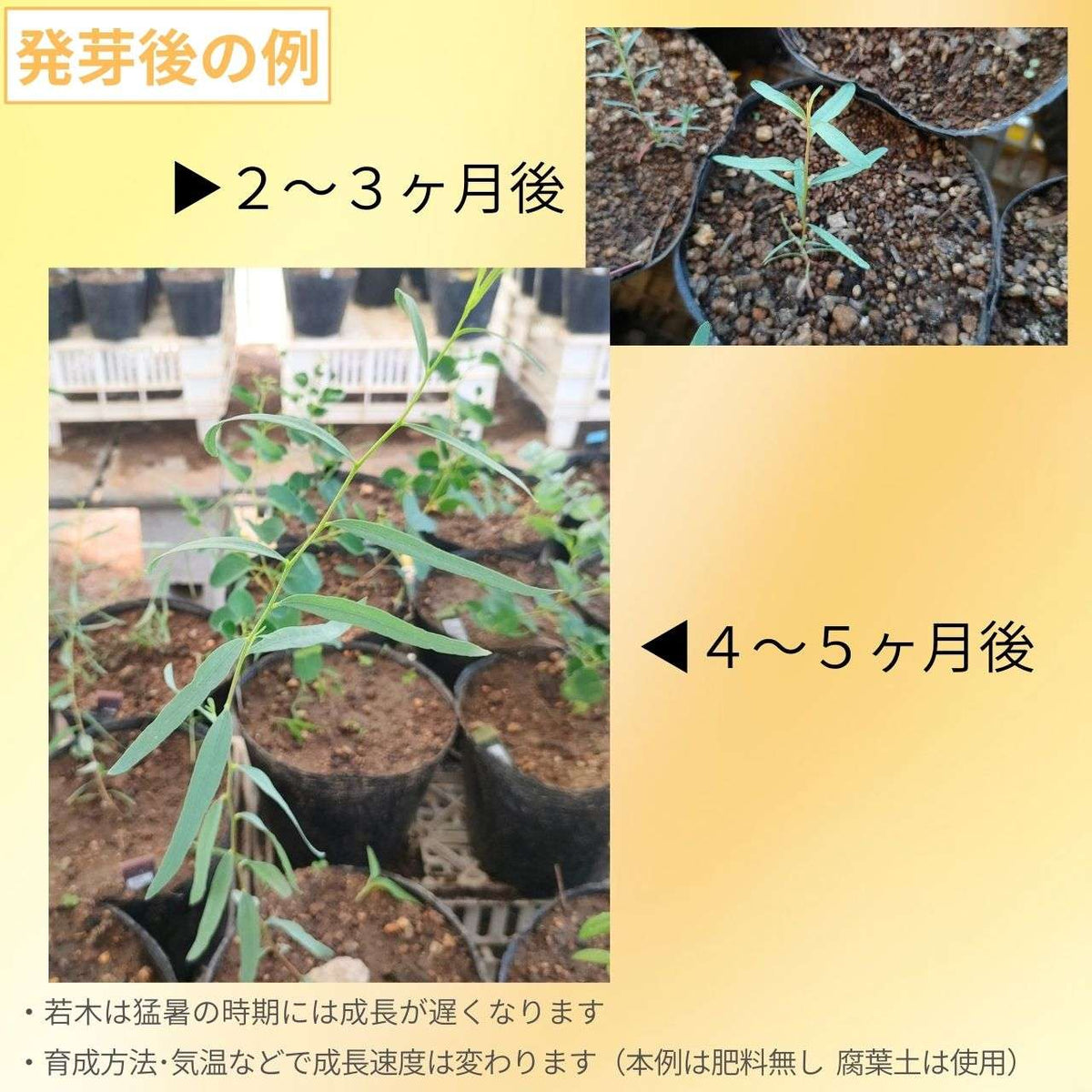 ユーカリ・コーチ 種子 | 精油で有名 - 種子