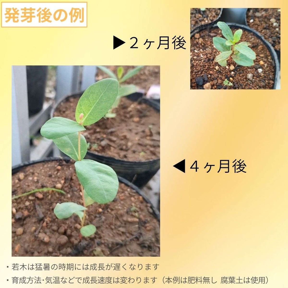ユーカリ・パキロマ 種子 | 厚い縁のある実 - 種子