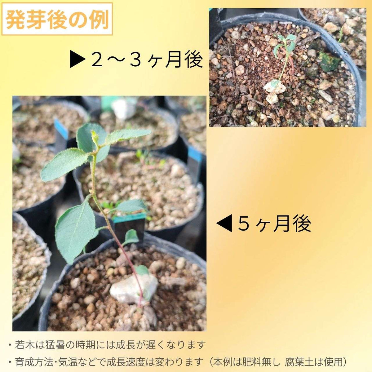 ユーカリ・プラティパス 種子 | 平たく幅広い花梗 - 種子