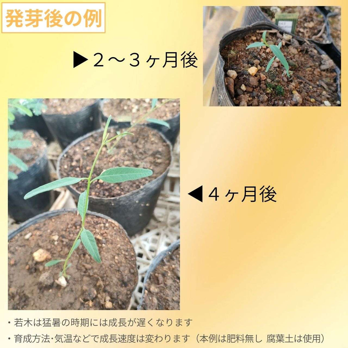ユーカリ・サルブリス 種子 | フルーツ・ガム・ツリー - 銅色の特徴的な樹皮 - 種子