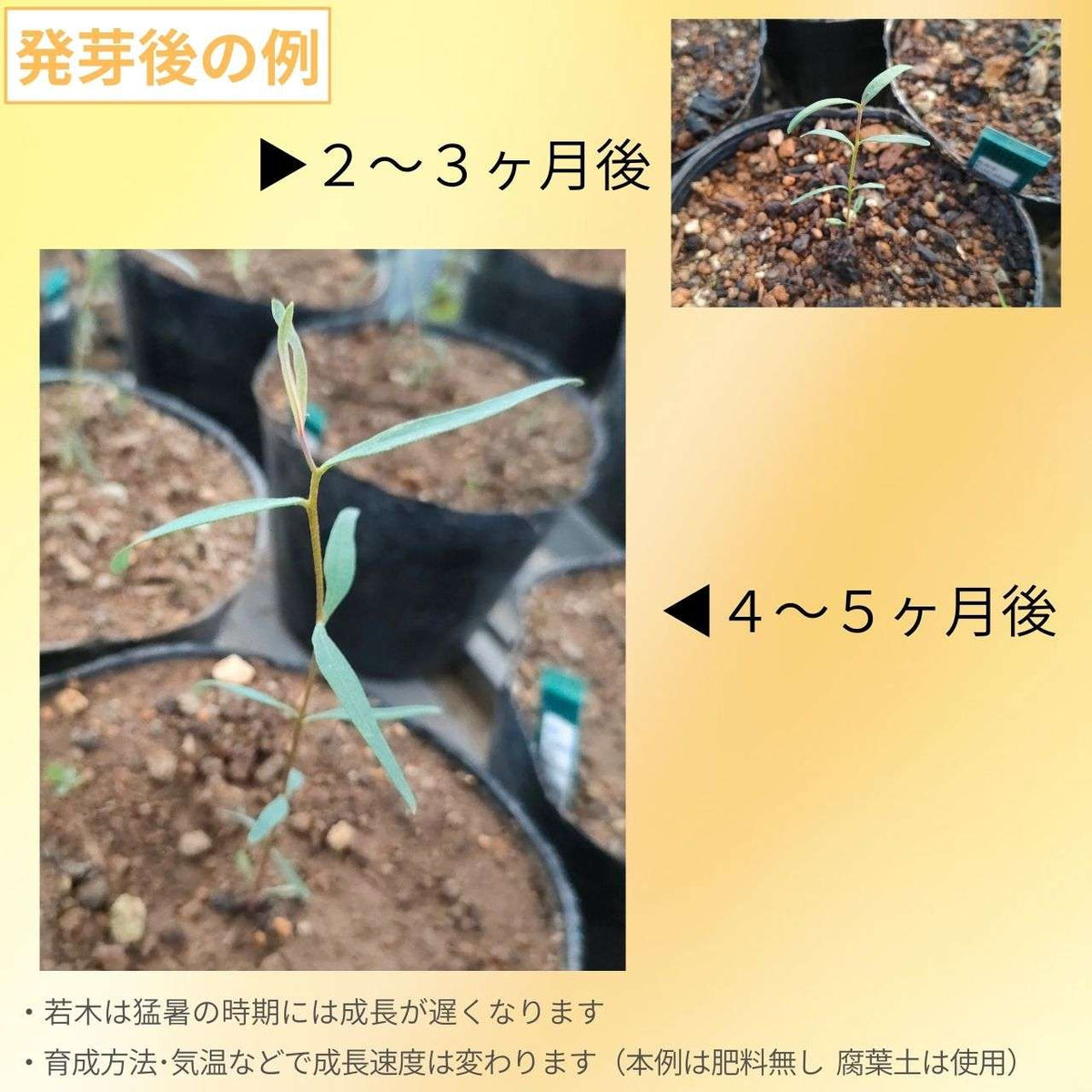 ユーカリ・シナンドラ 種子 | 特徴的な花 - 種子