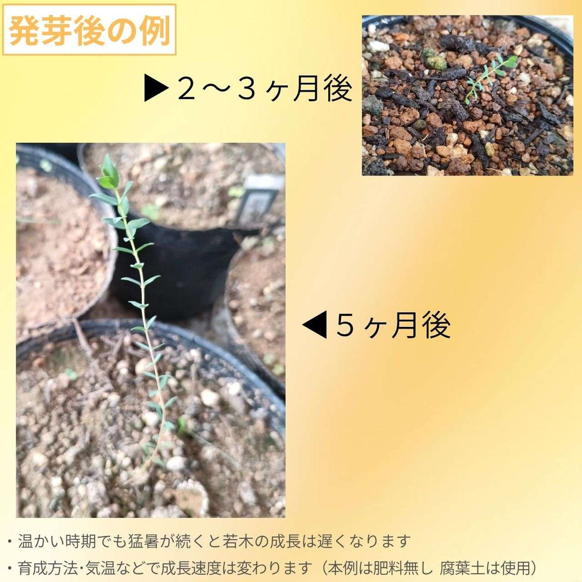 メラレウカ・エリプティカ 種子 | ボトルブッシュ、オージープランツ - 種子