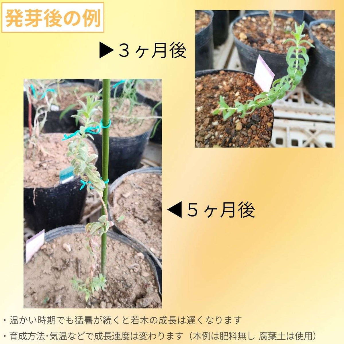 レゲリア・ヴェルティナ 種子 | ビロード状の葉 - 種子
