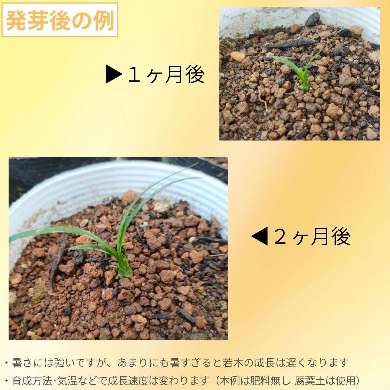 トックリラン(徳利蘭) 種子 | ポニーテール - 才能と金運の観葉植物 - 種子