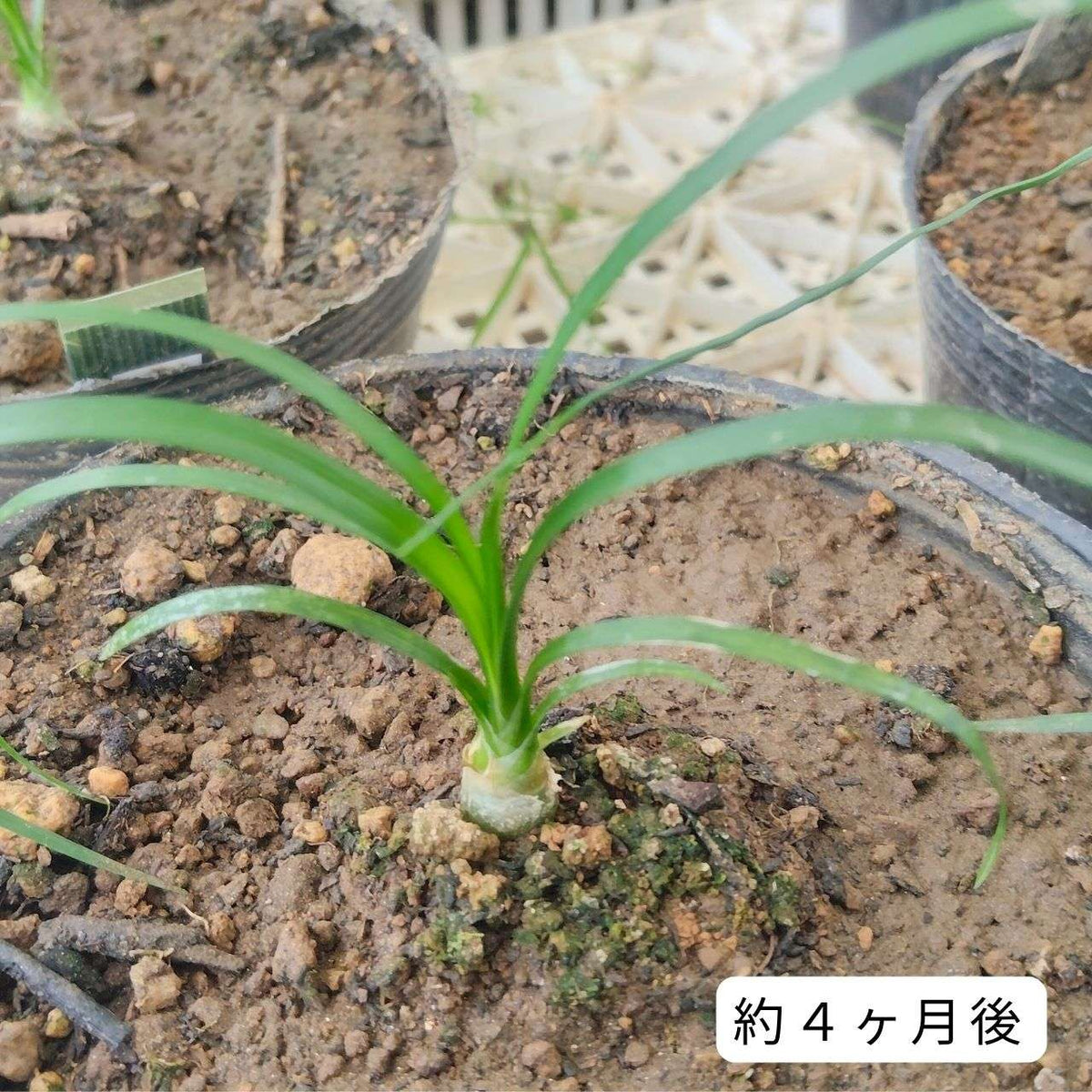 トックリラン(徳利蘭) 種子 | ポニーテール - 才能と金運の観葉植物 - 種子