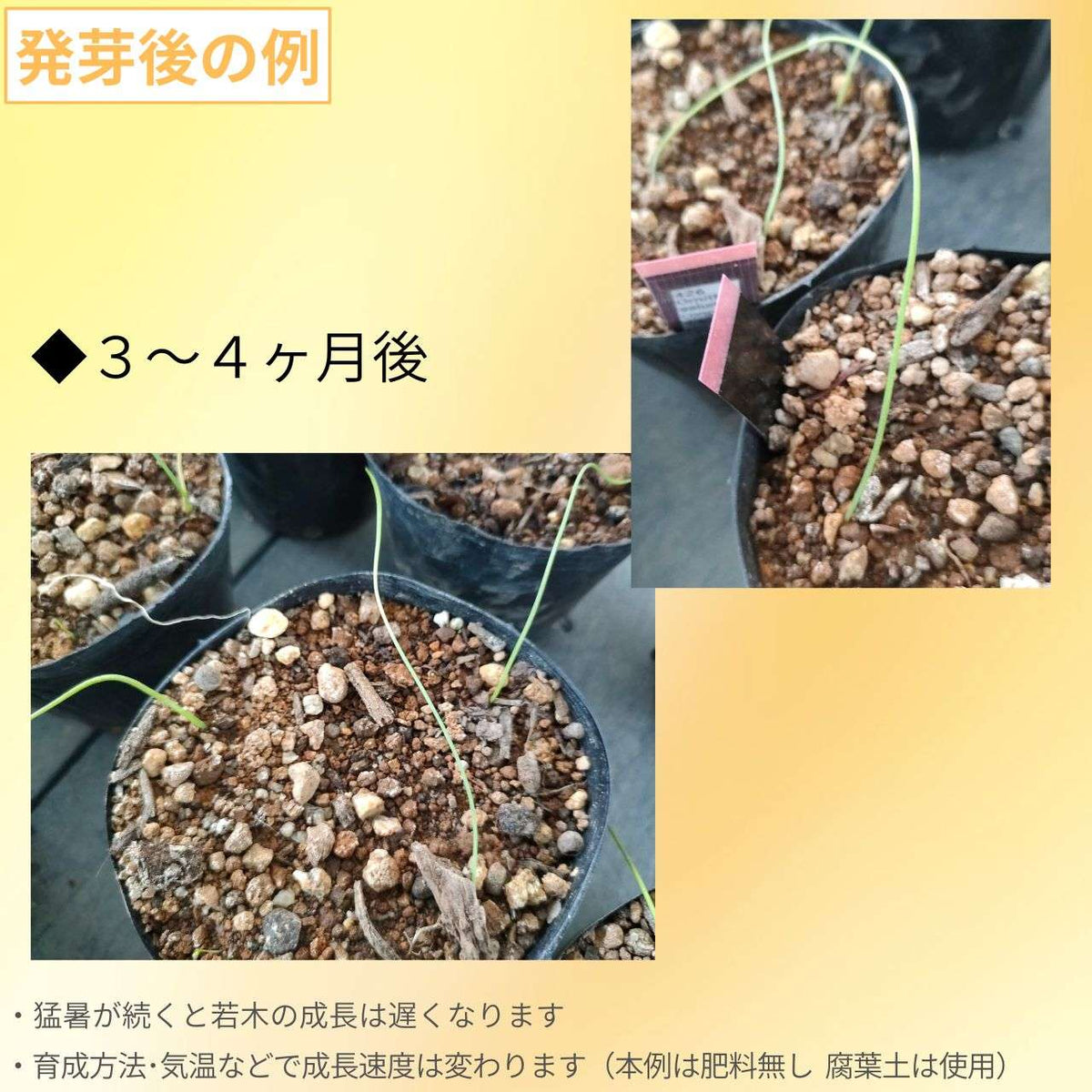 オーニソガラム 種子 | 球根植物 - 種子