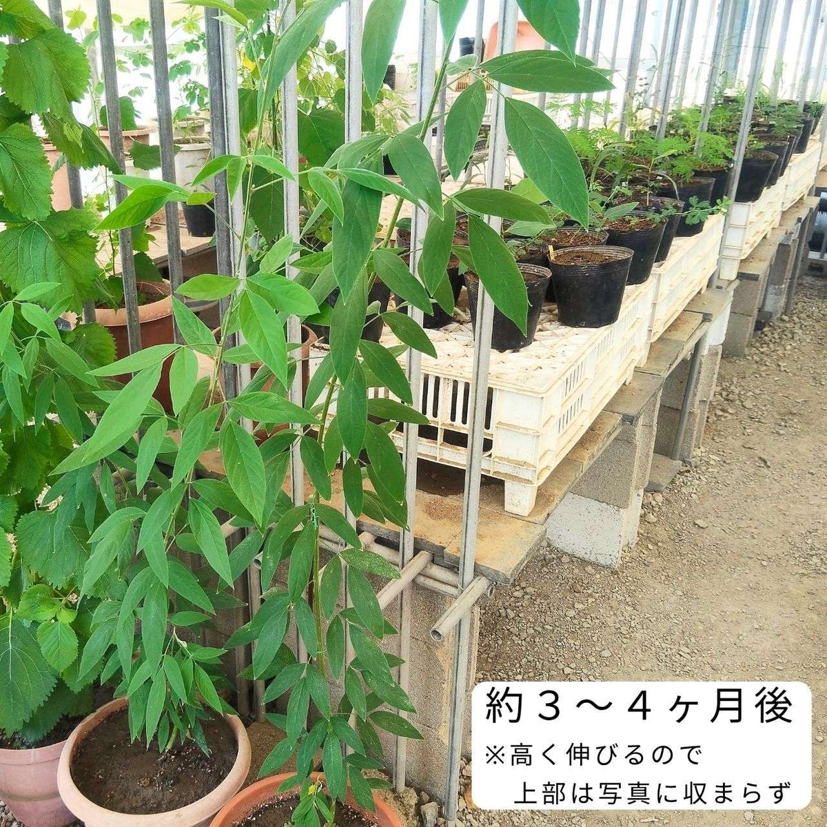 キマメ 種子 | ピジョン・ピーズ - 熱帯地域で有名なマメ - 種子