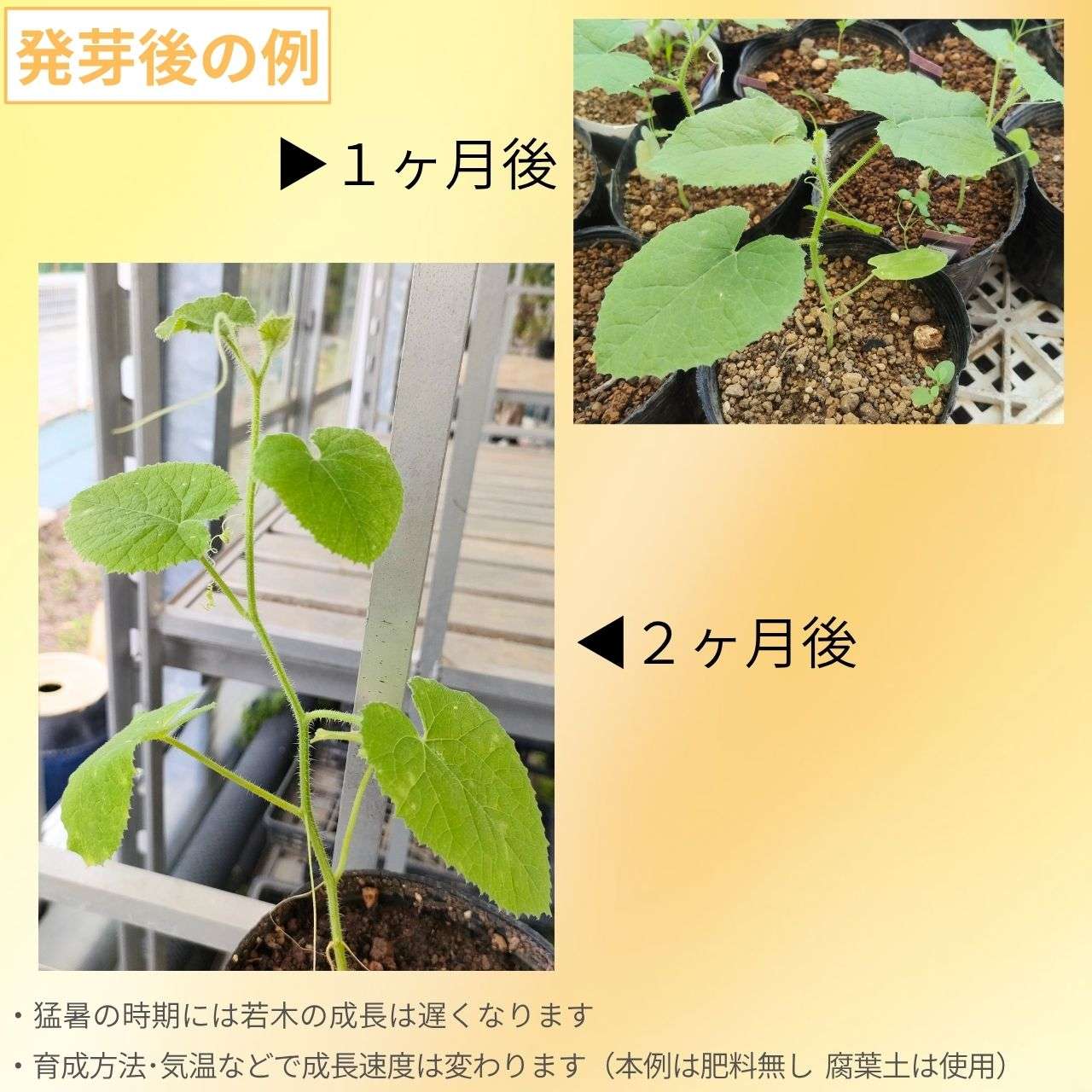 アラビアン・ウリ 種子 | ククミス・ディプサケウス - ハリネズミのウリ - 種子
