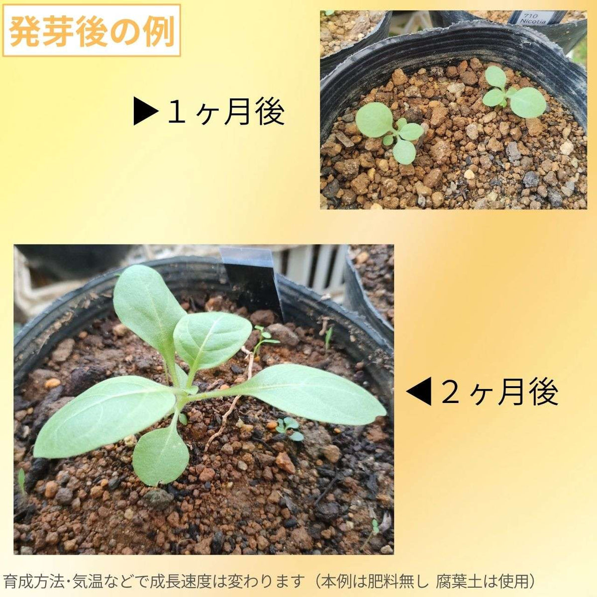 キダチタバコ(木立煙草) 種子 | ニコチアナ・グラウカ - 南米の花 - 種子