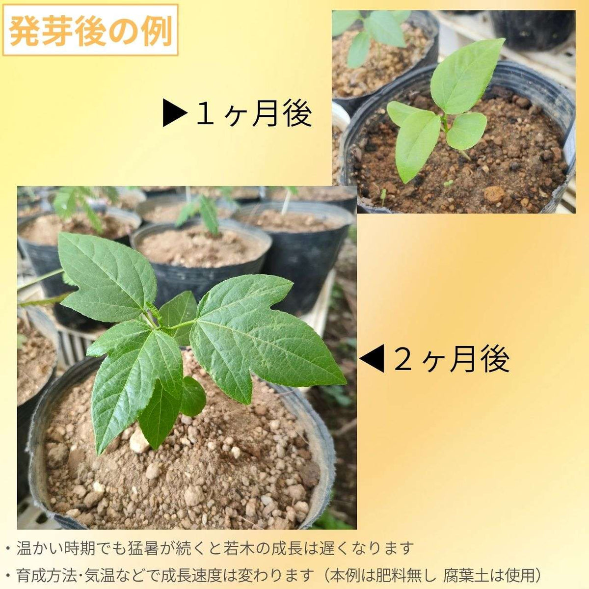 パッシフローラ・インカルナータ 種子 | チャボトケイソウ(矮鶏時計草) - 時計草 - 種子