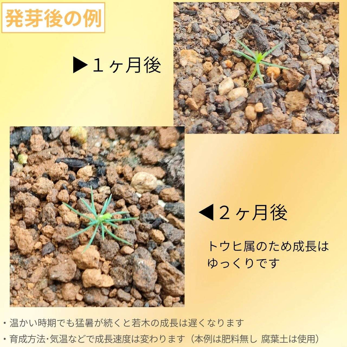 エゾマツ(蝦夷松) 種子 | 盆栽で有名 - 種子